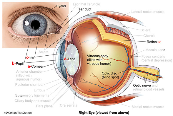 biographixmedia - technical drawing right eye