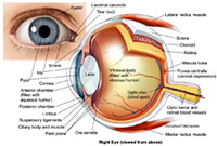 How Can We See, medical illustration