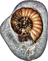 See me, Feel me (fossil)